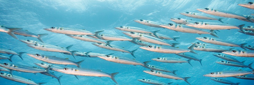 海域生物質量監(jiān)測