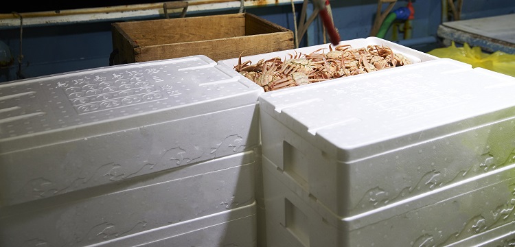 穩轉細胞系構建服務